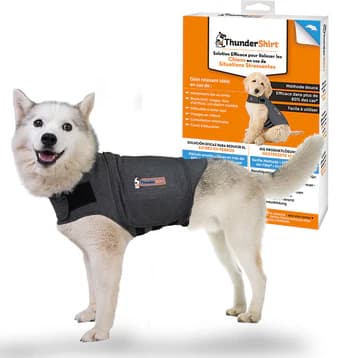 Petit chien portant un gilet ThunderShirt taille S devant l’emballage du produit