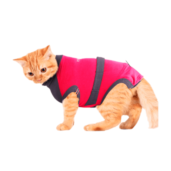 Chaton roux portant un gilet de protection médical rouge Cat Shirt taille XS.