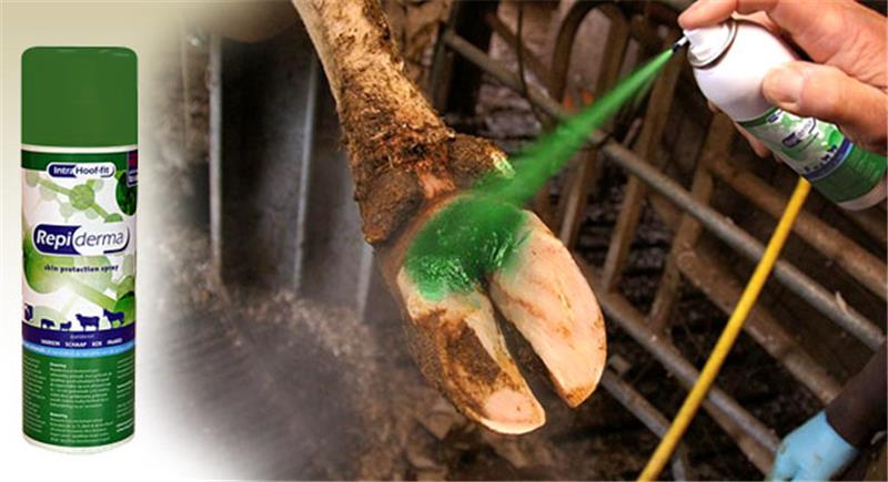 Aérosol Repiderma Hoof Fit de 250 ml par Intra Care, spray vert protecteur pour la peau et les sabots des animaux d'élevage.
