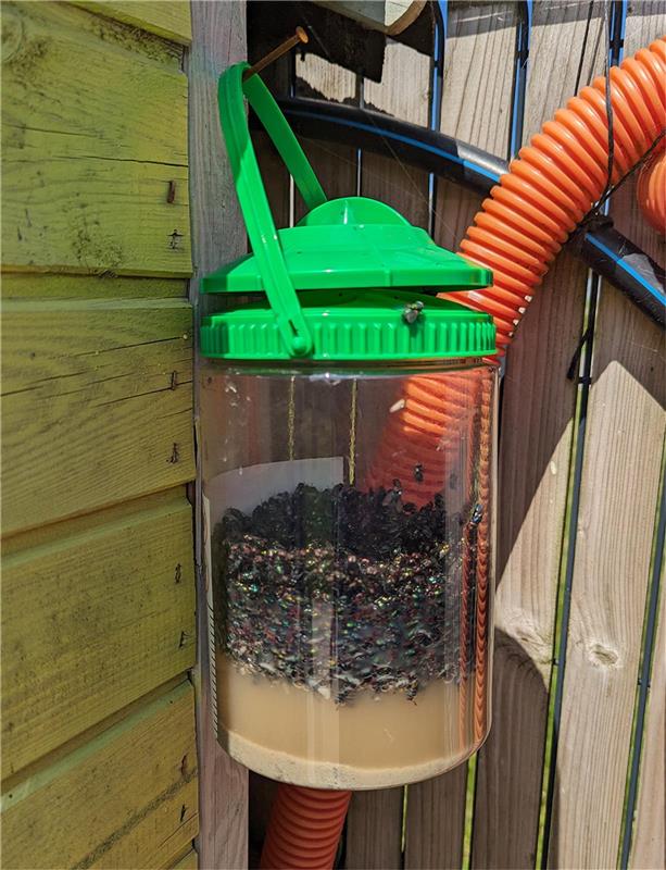 Piège à mouches et guêpes Fly-In MULTI Shield réutilisable et inodore pour jardin.