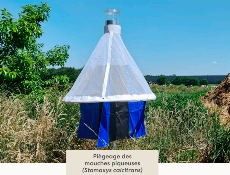 Piège BSFT Bestico protection sanitaire dermatose nodulaire contagieuse DNC contre mouches piqueuses