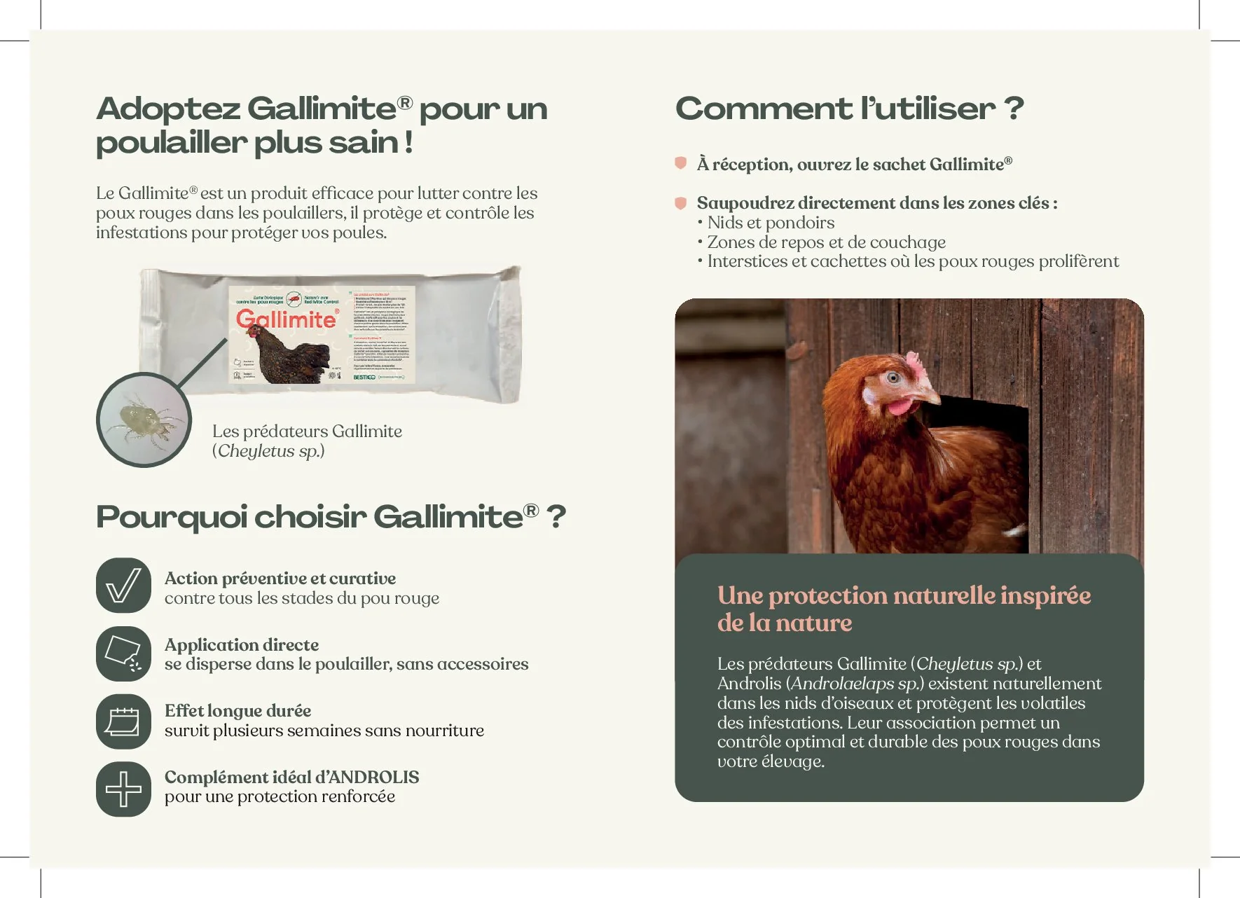 Sachet Gallimite Bestico lutte biologique poux rouges poulailler prédateurs naturels Androlaelaps casalis