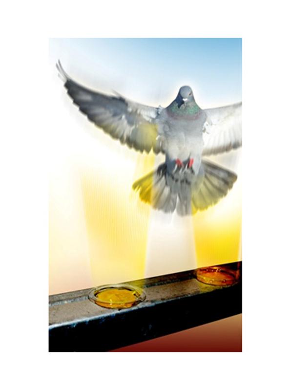 Coupelle gel Bird Free répulsif pigeon effet feu visuel.