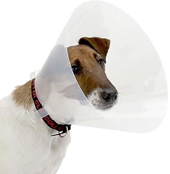 Collerette carcan transparente 7.5 cm pour chat et petit chien.