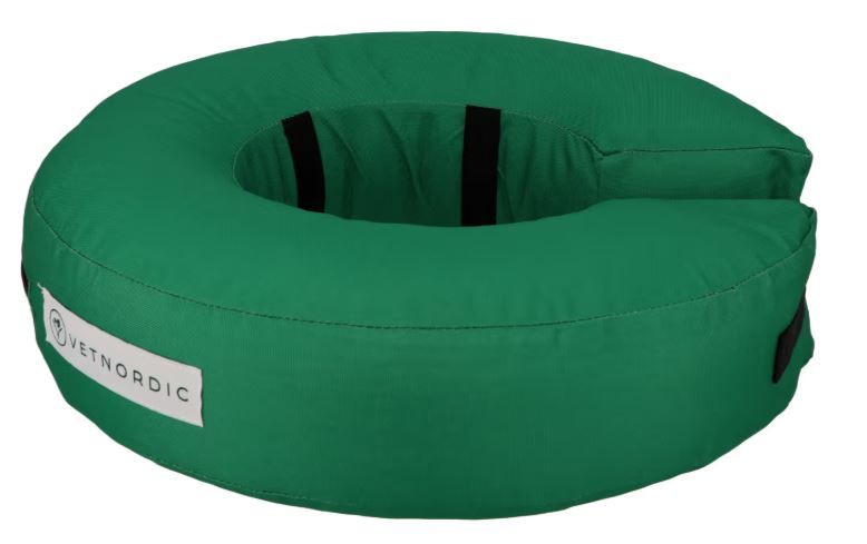 Collier de protection gonflable vert taille XXL pour chien géant Saint Bernard.