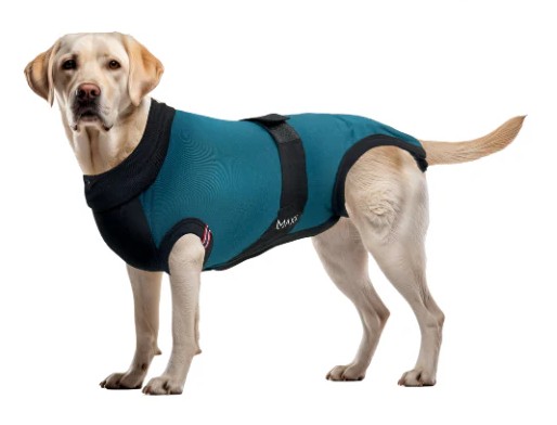 Gilet de protection Dog Shirt taille 2XL bleu paon sur chien géant (type Bouvier Bernois/Terre-Neuve).
